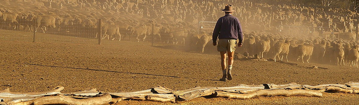 A grazier walking through a mob of sheep in dusty yards at first light.