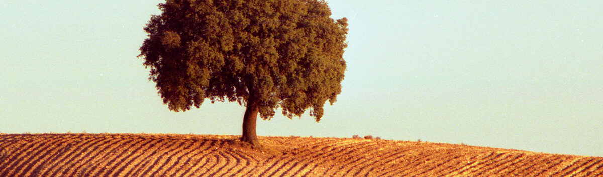 A single mature tree standing in a ploughed paddock at first light.