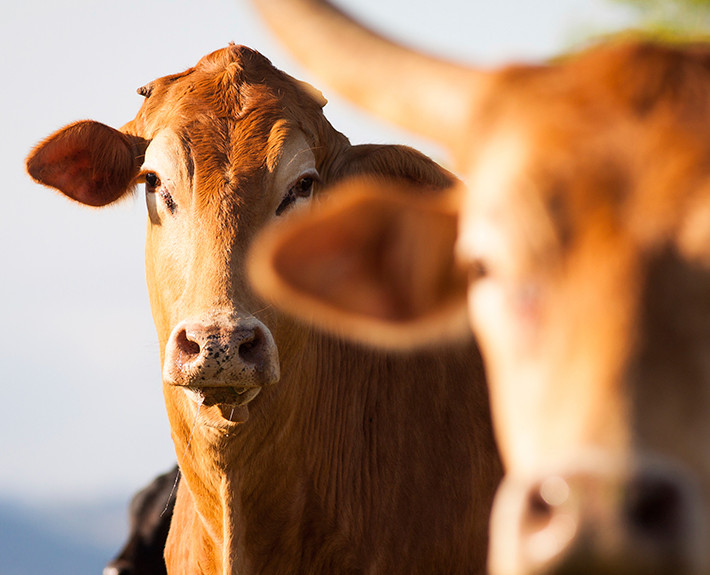 2-710x575-cattle1-valuations