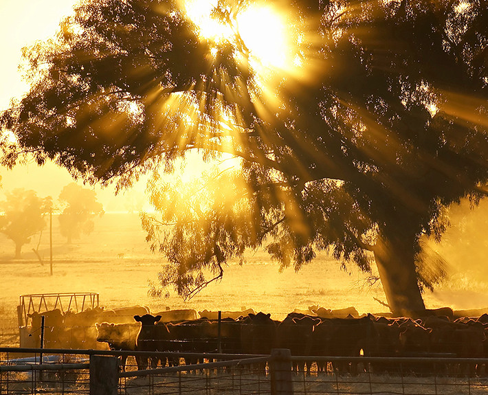 2-710x575-cattle21-valuations